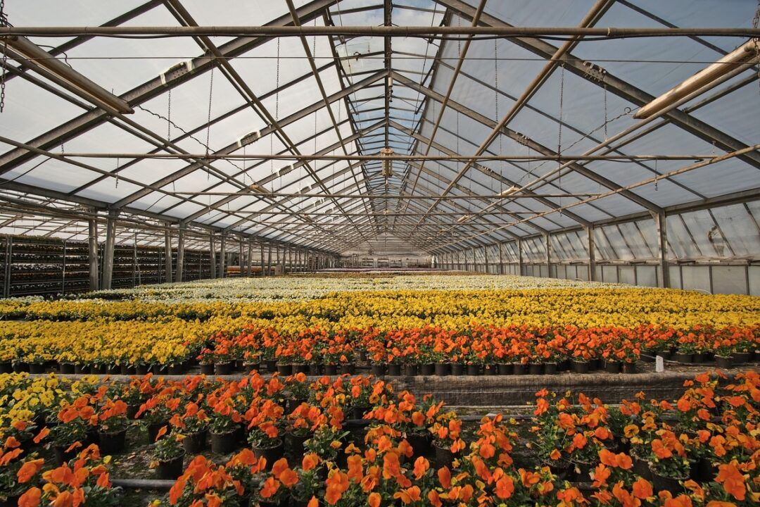Altas temperaturas exigem atenção redobrada com flores e plantas no verão