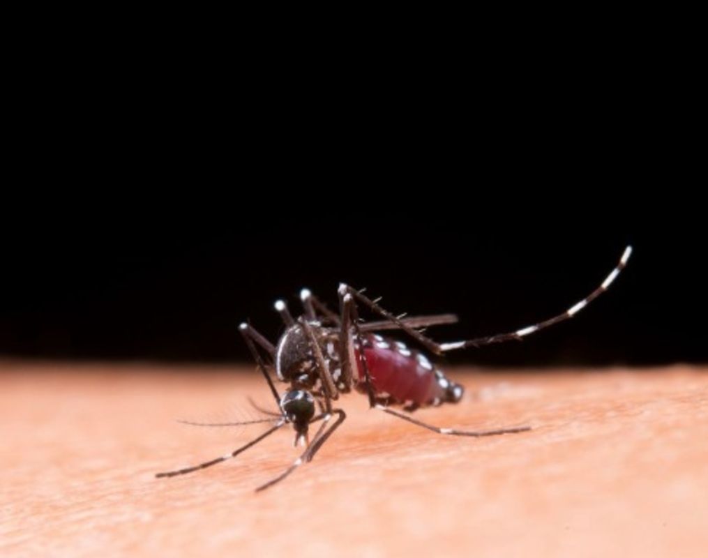 Casos de dengue caem, mas risco de surto ainda preocupa