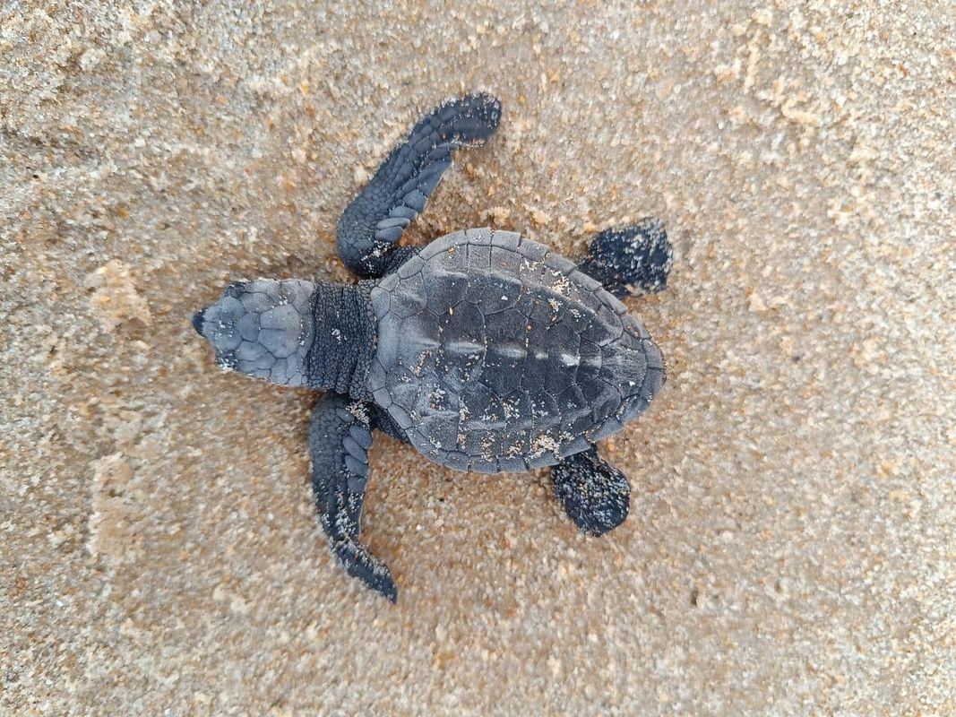 Filhote de tartaruga na areia da praia