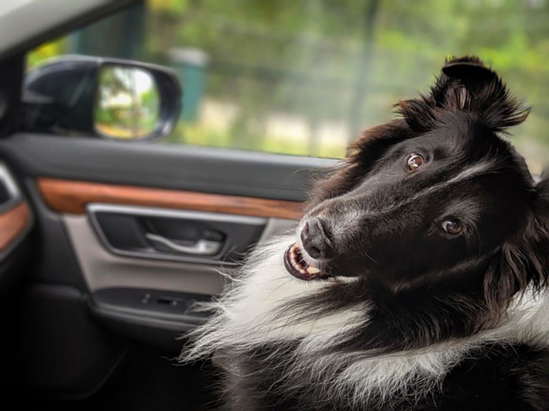 Cachorro dentro do carro