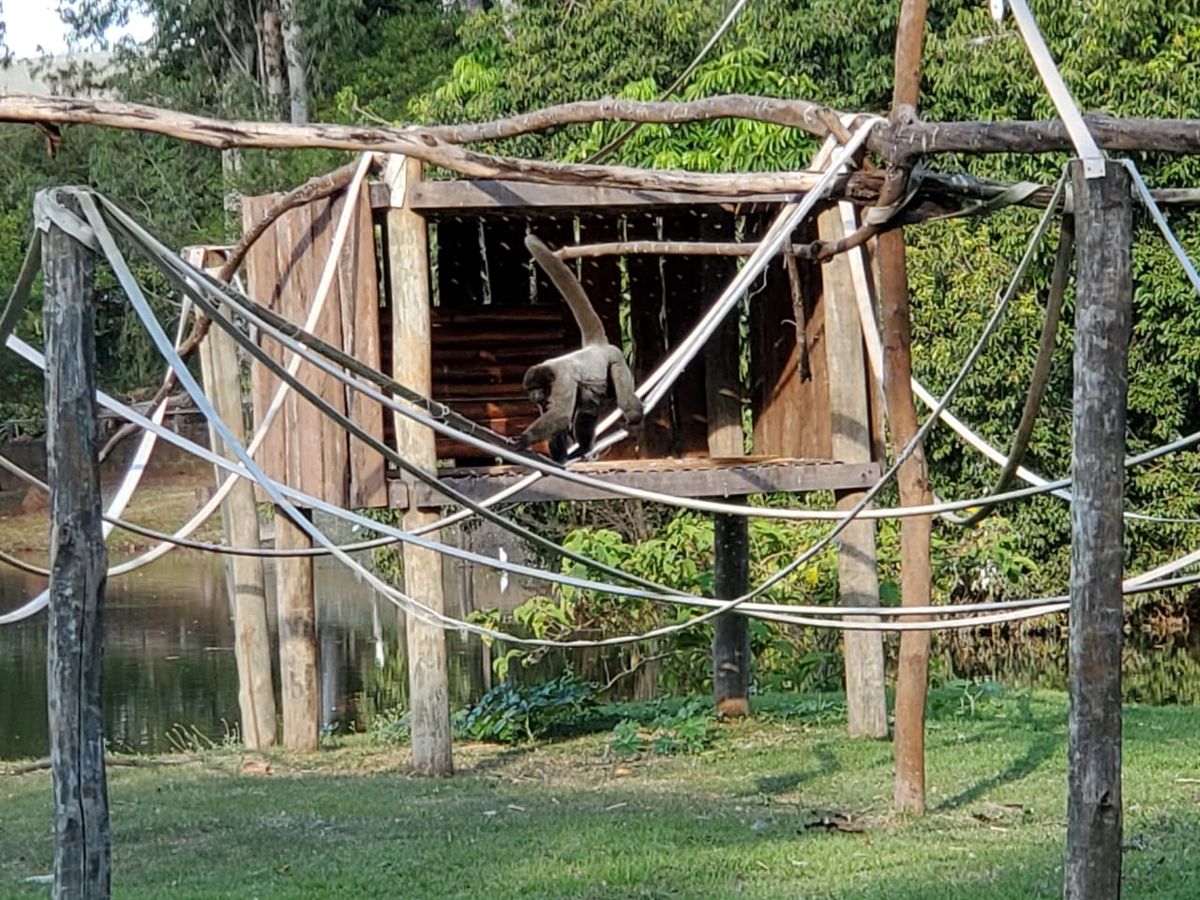 Parque Ecológico busca par para Michel, “Macaco Barrigudo” recém-chegado