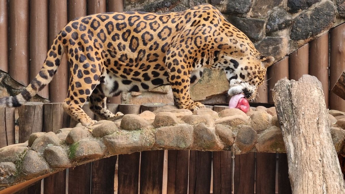 Animais do Zoo Americana recebem cuidados especiais devido ao calor