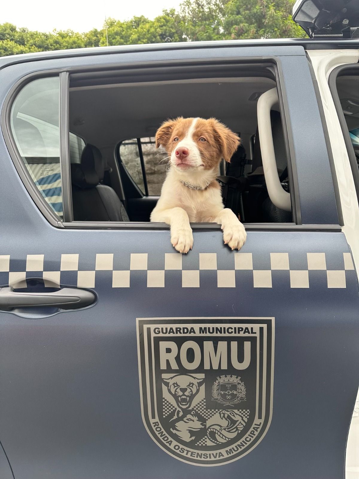 Cão da raça border collie é o novo integrante do canil da Gama