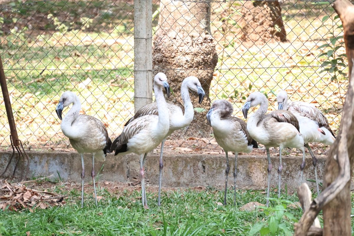 Parque Ecológico completa 40 anos neste sábado com programação especial