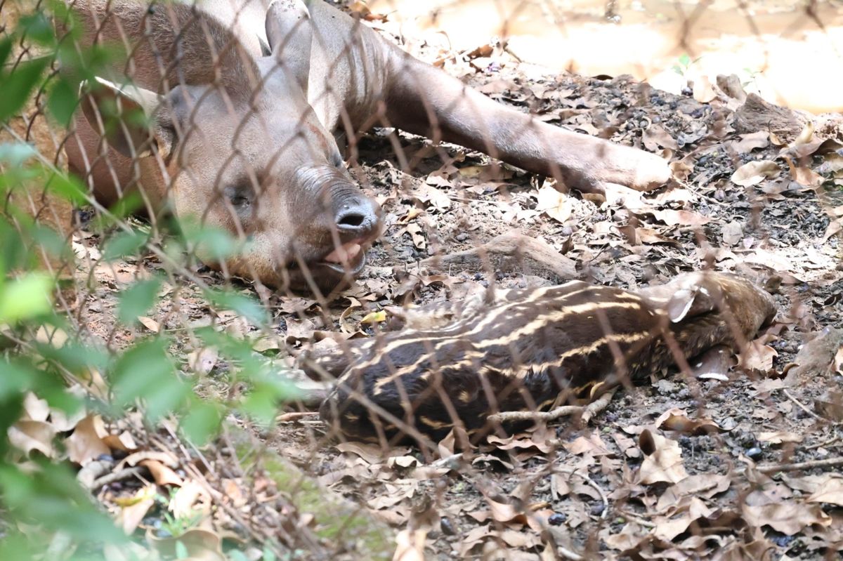 Filhote de anta nasce no Parque Ecológico de Americana