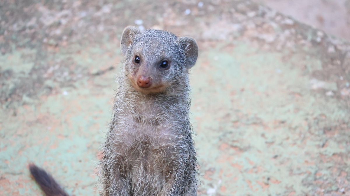 Zoo Americana recebe novos animais