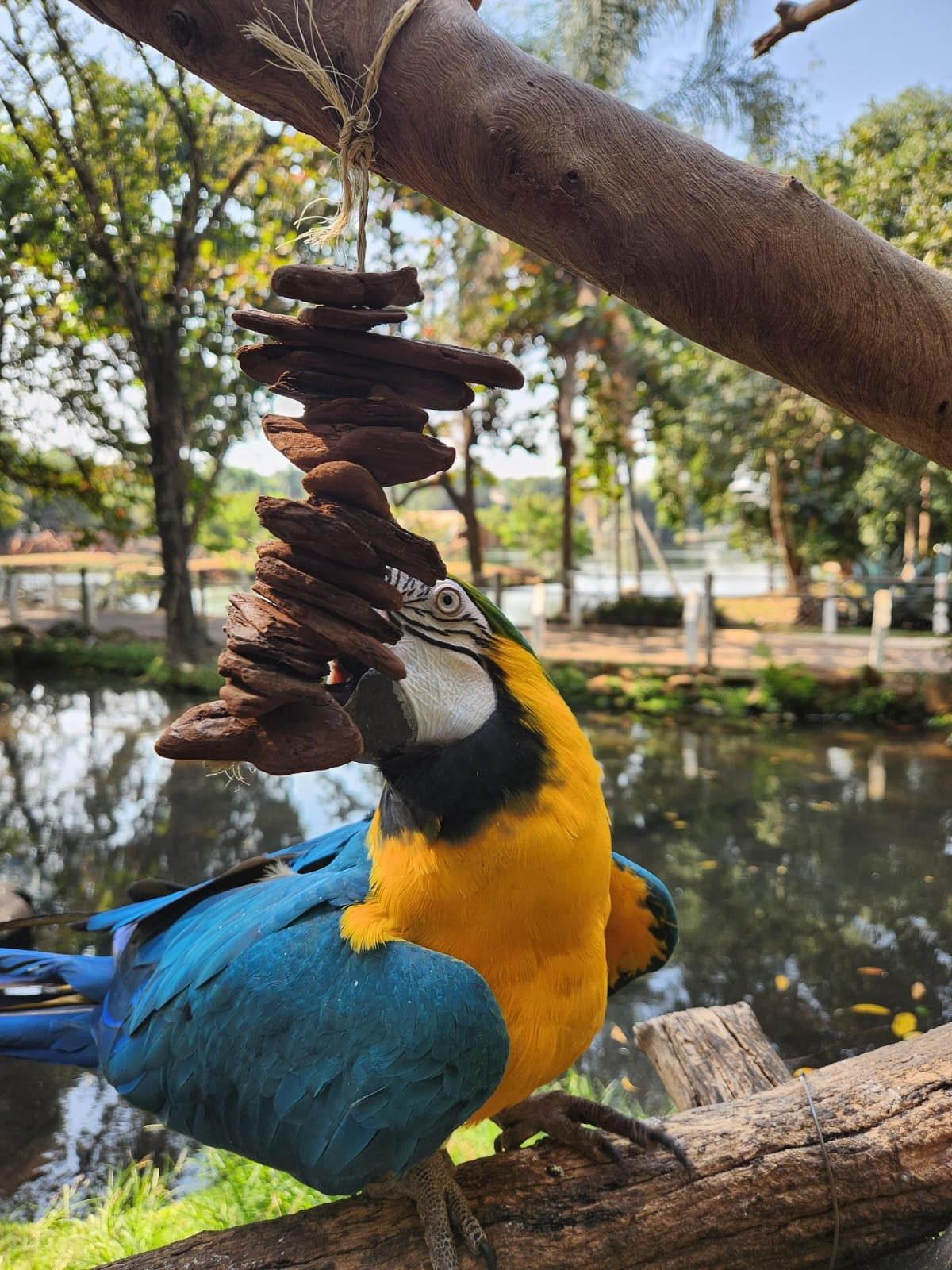 Zoo Americana adota práticas de Enriquecimento Ambiental para o bem-estar dos animais