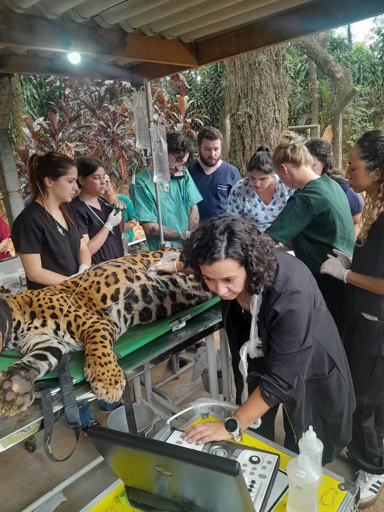 Parque Ecológico avalia quadro clínico de onça-pintada