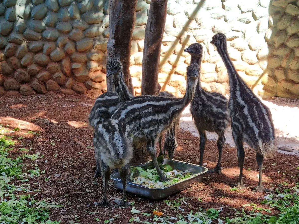As aves já podem ser vistas pelos visitantes em um recinto provisório preparado especialmente para elas