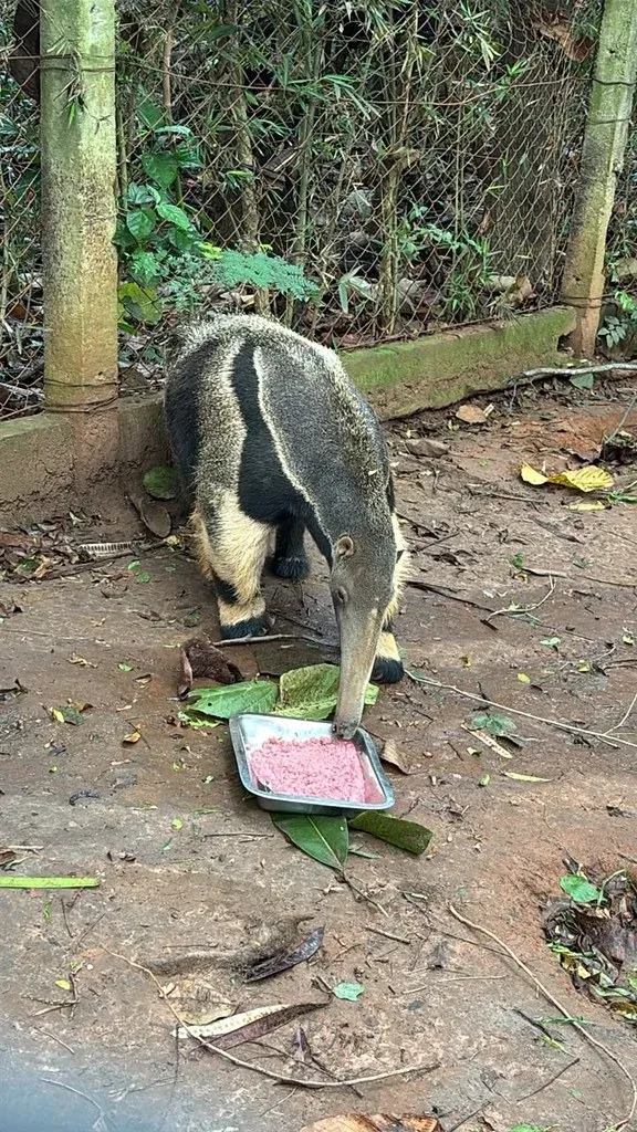 Manejo visa garantir maior qualidade de vida para os animais da instituição